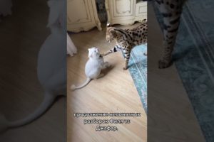 White Cat Hits a Serval Wild Cat 😺 #shorts #wildcat #whitecat #cats #animals #serval