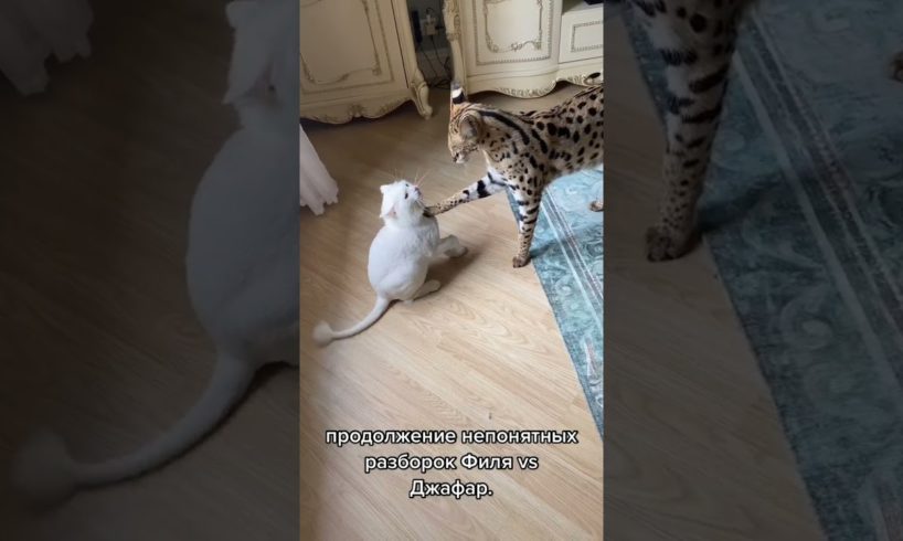 White Cat Hits a Serval Wild Cat 😺 #shorts #wildcat #whitecat #cats #animals #serval