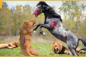 Wild Horse Rises 35 Unforgettable Battles That Injured Lion | Animal Fight