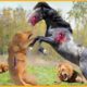 Wild Horse Rises 35 Unforgettable Battles That Injured Lion | Animal Fight