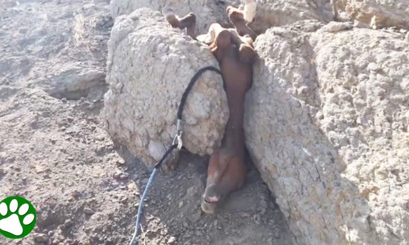 Wild horse rescued from peculiar position