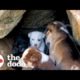 Woman Rescues 10 Tiny Puppies From A Rock Cave | The Dodo