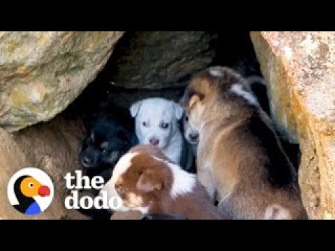 Woman Rescues 10 Tiny Puppies From A Rock Cave | The Dodo