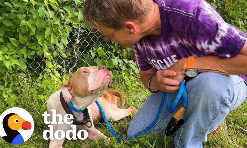 Woman Saves Pittie Abandoned On The Highway | The Dodo