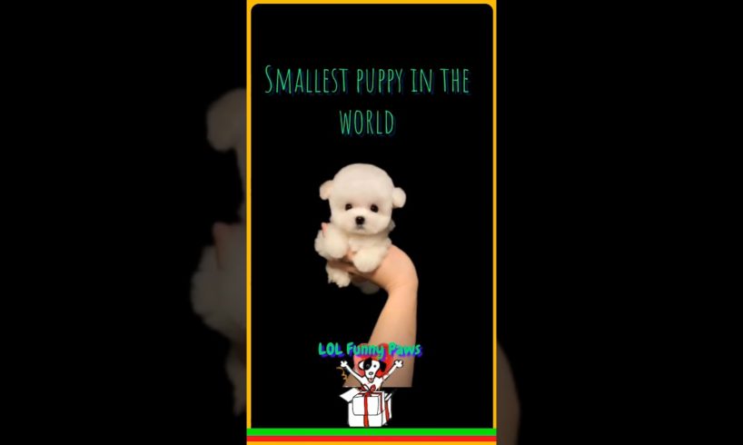 Worlds Smallest & Cutest Puppy that will melt your heart! #lolfunnypaws #shorts