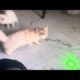 Wow! Cats playing with Laser Light! Funny Animals playing Games! Best Cats Video♥️😂😍