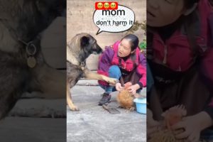 Wow! Great Dog, Good Dog || Chicken Life Saved
