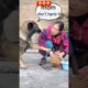 Wow! Great Dog, Good Dog || Chicken Life Saved