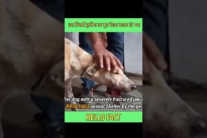 animal rescue team dog | #shorts #facts #animals #dog #viral