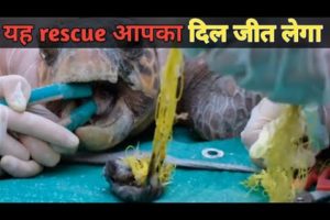 animal rescue क्या इसकी जान बच पायेगी। turtle rescue video, animal rescue video by som ke fact