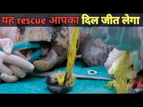 animal rescue क्या इसकी जान बच पायेगी। turtle rescue video, animal rescue video by som ke fact