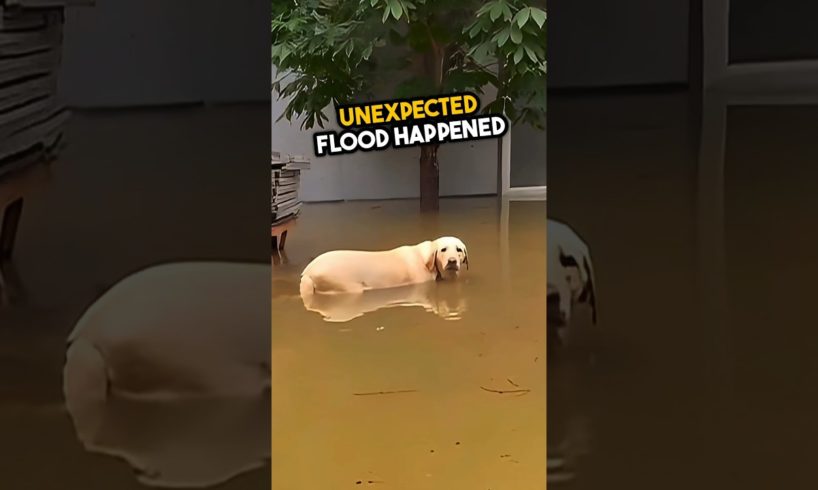 animals in flood saved by people’s kindness 🥺💕 #shorts