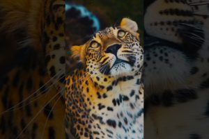 awesome animals playing #animals #lifestyle #animalshorts #animalcrossing #animallover #ytshorts