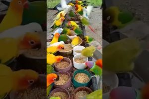 birds animal videosbeautiful colorful birds #shorts
