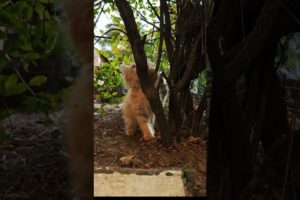 cat playing #cuteanimals #cat #cutecat #animals