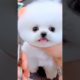 cute Chinese baby  puppy dog