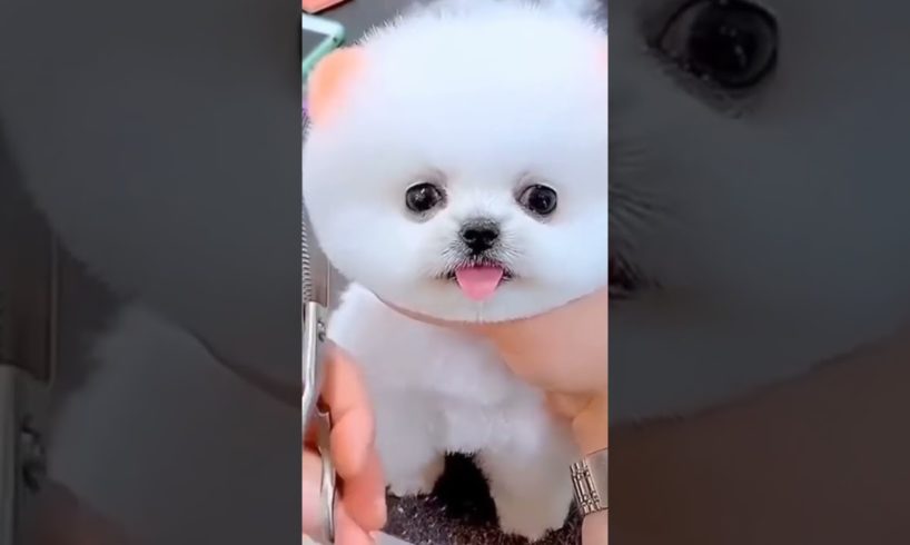 cute Chinese baby  puppy dog