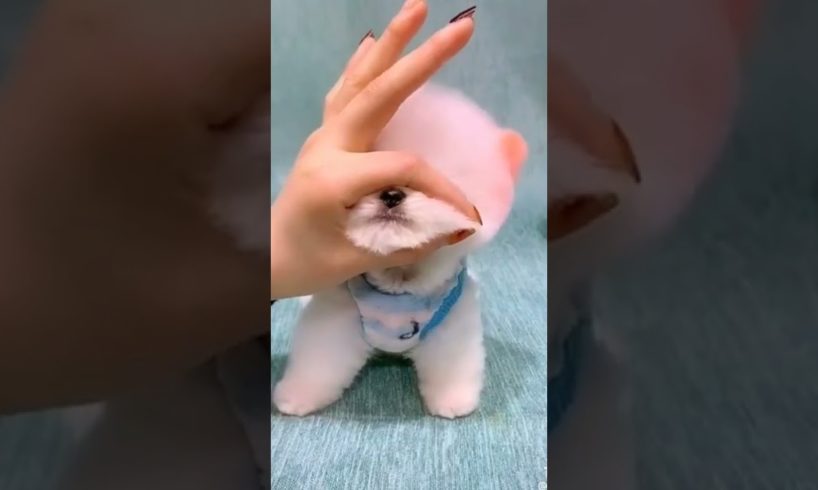 cute Chinese dog baby