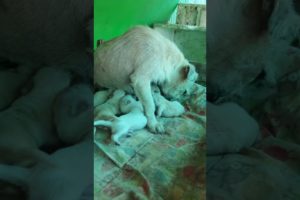 cute Puppies hungry, they try to nursing milk from mama #dog #animal #love
