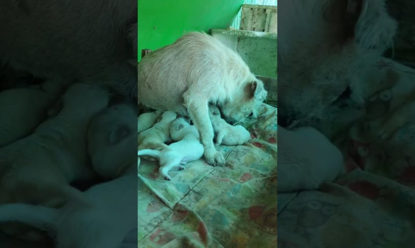 cute Puppies hungry, they try to nursing milk from mama #dog #animal #love