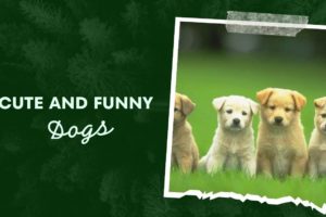 cute and funny dogs | cutest dogs | cute and funny puppies | cute animals | funny animals |