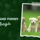 cute and funny dogs | cutest dogs | cute and funny puppies | cute animals | funny animals |