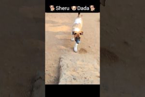 cute dog , dog pics 🐕 dog nemes , animal comedy video , cute puppies pics