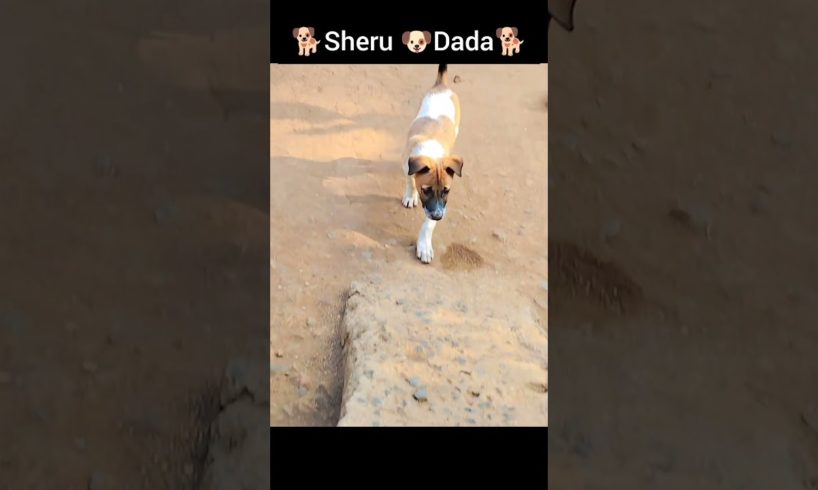 cute dog , dog pics 🐕 dog nemes , animal comedy video , cute puppies pics