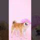 🐶cute dogs doing funny things 2023#cutest dogs🥰🥰