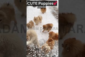 cutest barking ever 😘 | cute puppies #cute