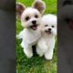 cutest puppies 🤩 #dog #cuteanimals