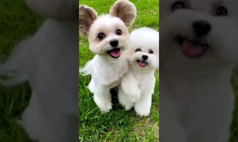 cutest puppies 🤩 #dog #cuteanimals