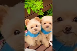 cutest puppies in the world🐕🐶😘❤😍 funniest beautiful puppies🐕🐶❤😍 #happy #trending #shorts #viral
