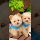 cutest puppies in the world🐕🐶😘❤😍 funniest beautiful puppies🐕🐶❤😍 #happy #trending #shorts #viral