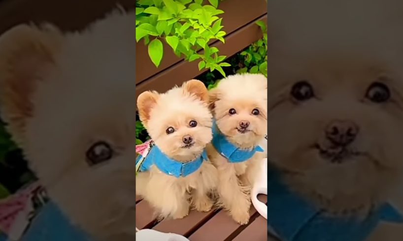 cutest puppies in the world🐕🐶😘❤😍 funniest beautiful puppies🐕🐶❤😍 #happy #trending #shorts #viral