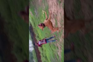 cutest puppies 😘😍😘#shortvideo #trending #youtubeshorts