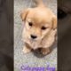cutest puppy barking 🐕🐶❤ beautiful funniest puppy barking🐕🐶❤ #happy #trending #puppy #short  #viral
