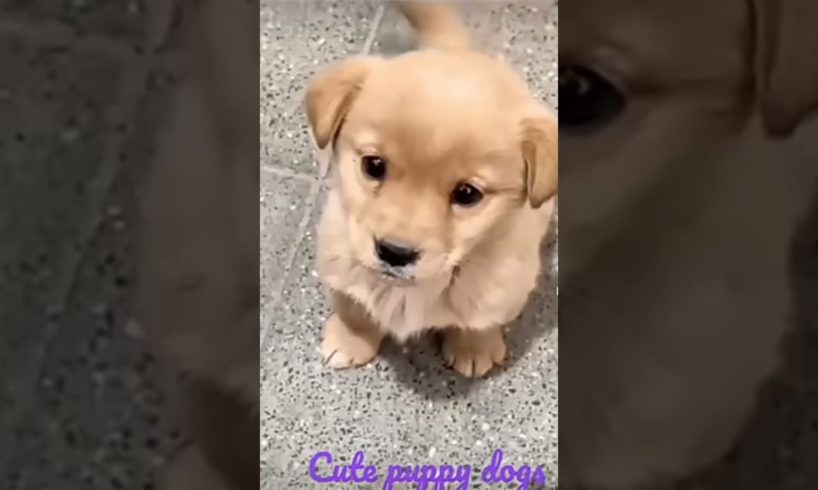 cutest puppy barking 🐕🐶❤ beautiful funniest puppy barking🐕🐶❤ #happy #trending #puppy #short  #viral