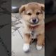 cutest puppy barking🐕🐶😍❤😘😱 beautiful puppy barking🐕🐶😍❤😘 #happy #trending #puppy #shorts #viral