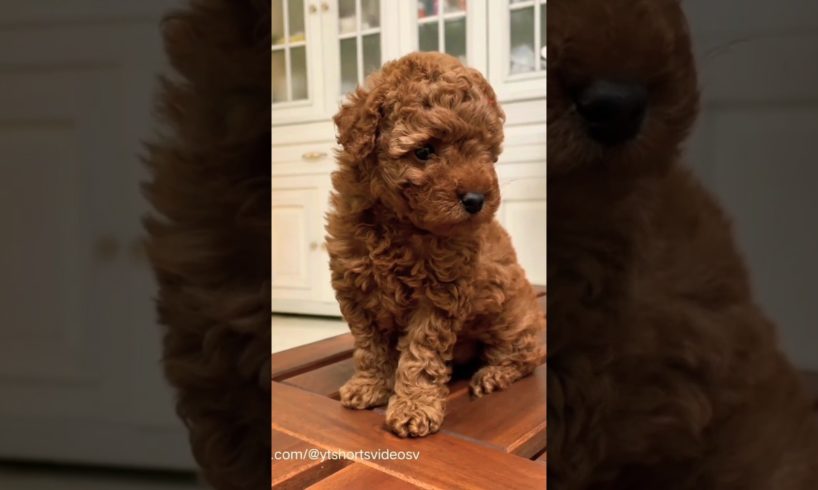 cutest puppy dog | puppies | puppy training #shorts #puppies #dog #puppydogpals @ytshortsvideosv