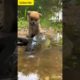 dog save fish shorts video