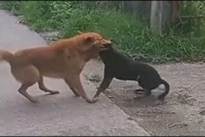 #dogfight do or die fight! why dogs are fighting! dengerous dog fight! #streetdogs #dogs #poordogs