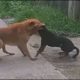 #dogfight do or die fight! why dogs are fighting! dengerous dog fight! #streetdogs #dogs #poordogs