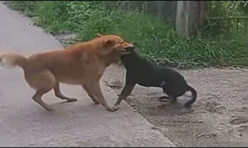 #dogfight do or die fight! why dogs are fighting! dengerous dog fight! #streetdogs #dogs #poordogs