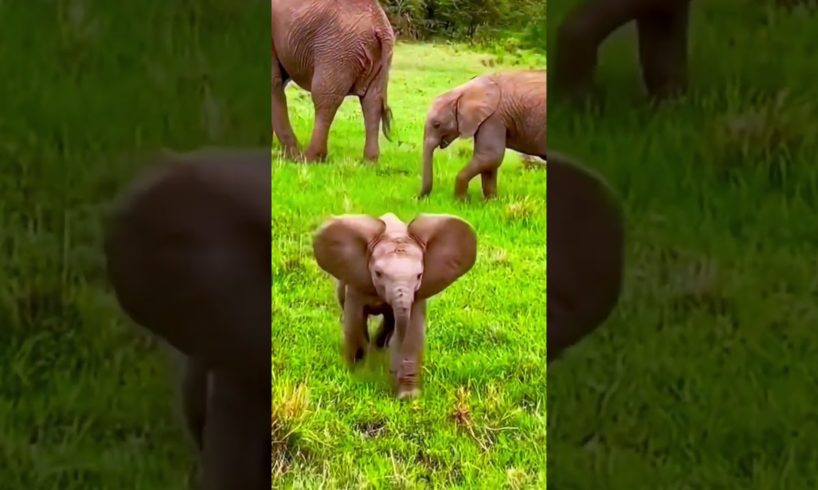#elephant #calf 🐘 are #playing with their #family #elephants ||#shorts #short