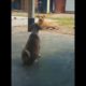 funny Animals playing 2023 😻 (Cute Cats and Dogs) #video #animals #funny