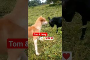 funny Dog vs Goat clips  | Happy friendship goal |Funny fight with each other quite nice to see them