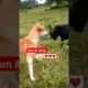 funny Dog vs Goat clips  | Happy friendship goal |Funny fight with each other quite nice to see them