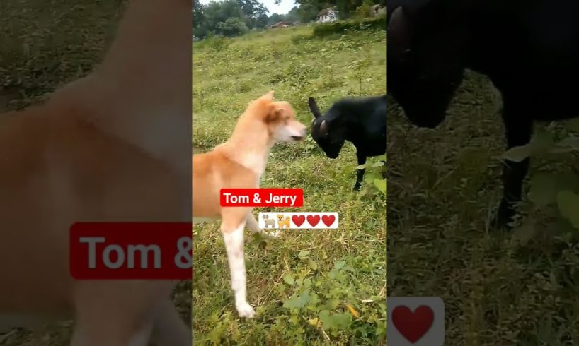funny Dog vs Goat clips  | Happy friendship goal |Funny fight with each other quite nice to see them