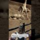 giraffe fighting lion //#animal #jeeramohariजिरामोहरी #giraffefightinglions